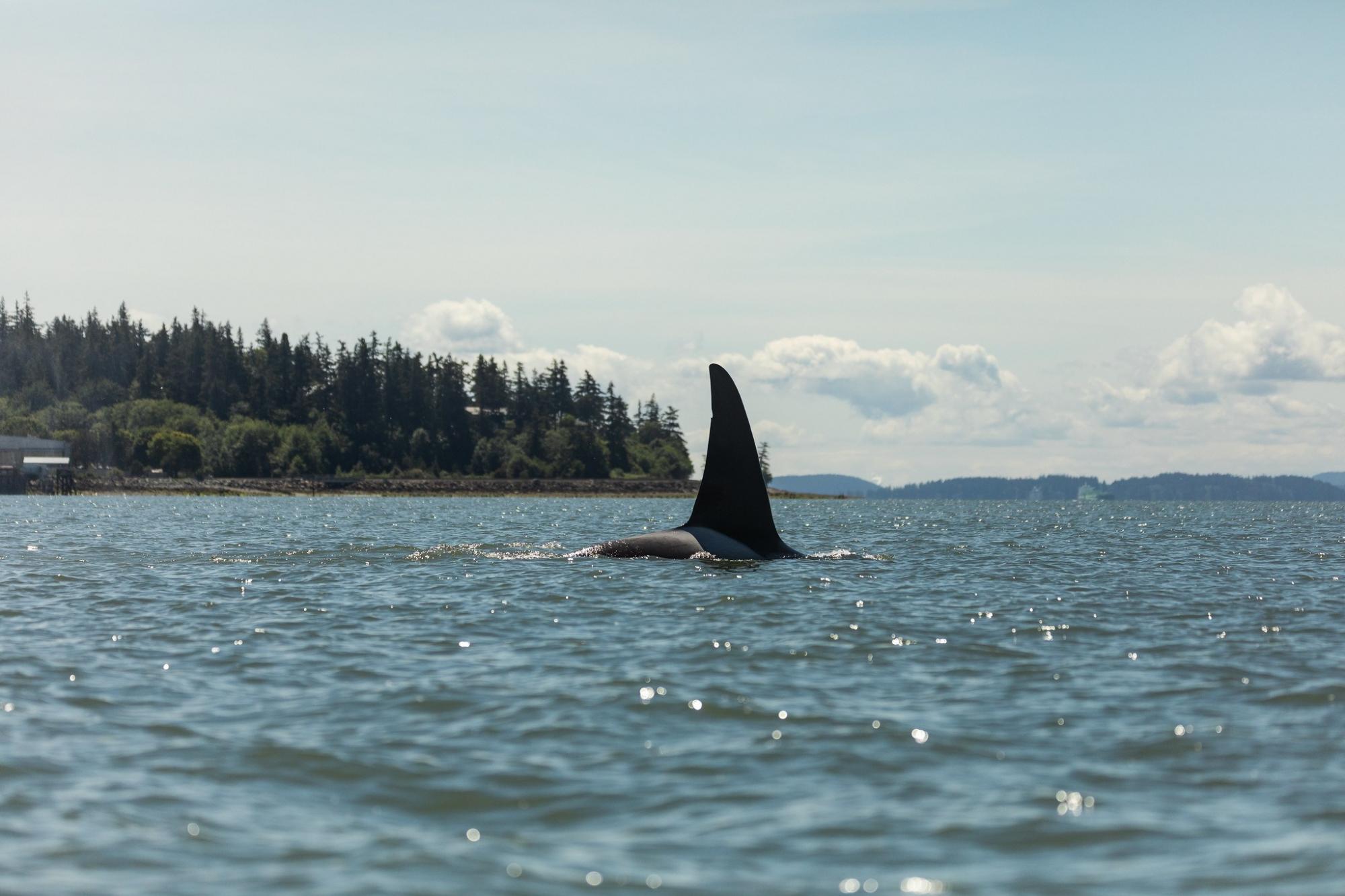 Orca dorsal fin rising out of Bellingham bay.